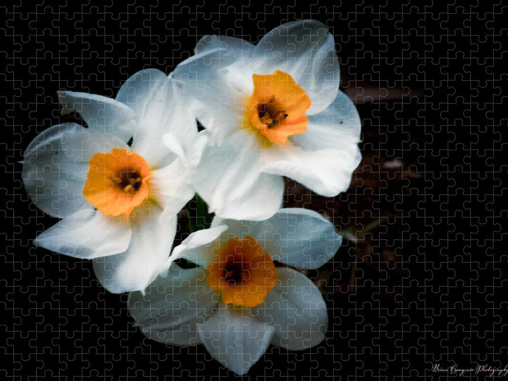 Three Daffodils in Bloom - Puzzle