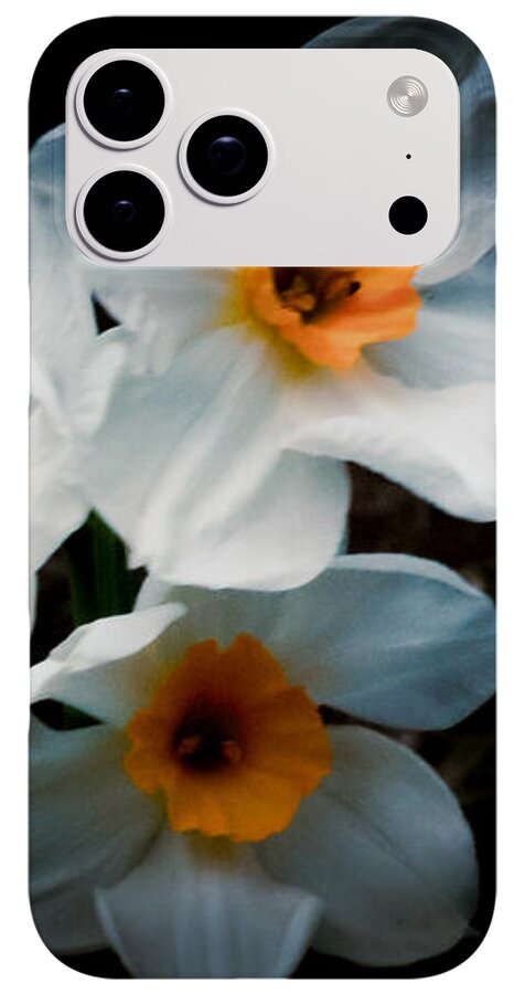 Three Daffodils in Bloom - Phone Case