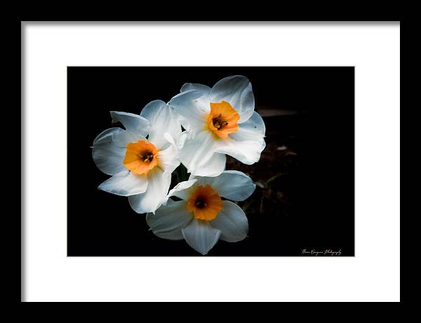 Three Daffodils in Bloom - Framed Print