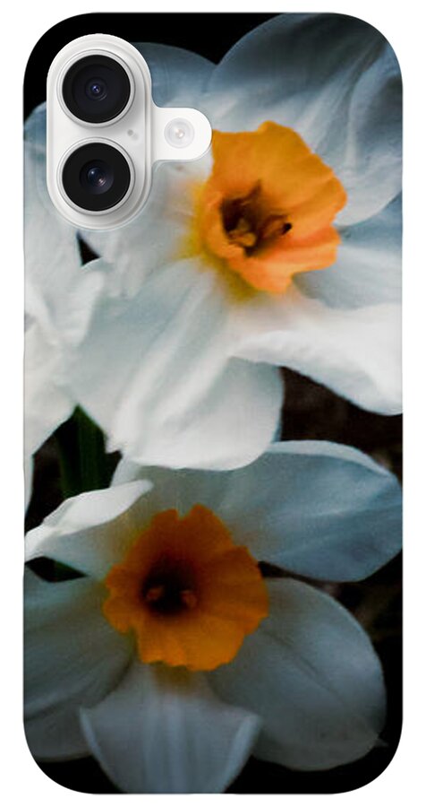 Three Daffodils in Bloom - Phone Case