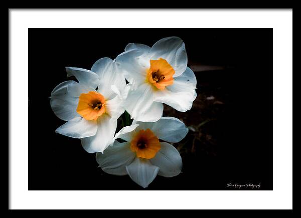 Three Daffodils in Bloom - Framed Print