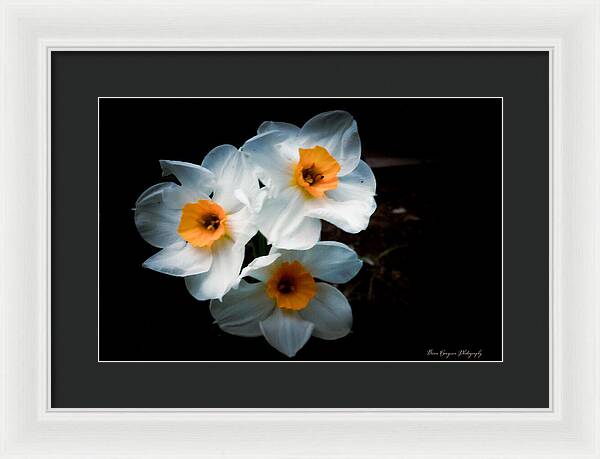 Three Daffodils in Bloom - Framed Print