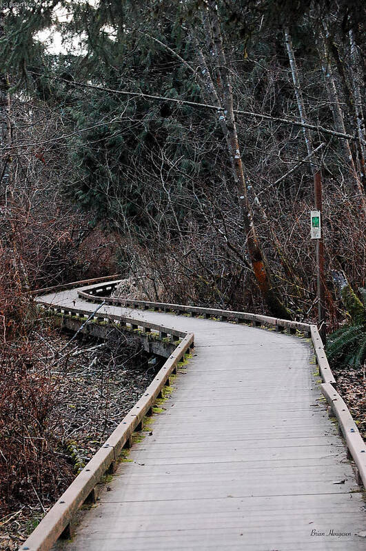 Trail - Art Print