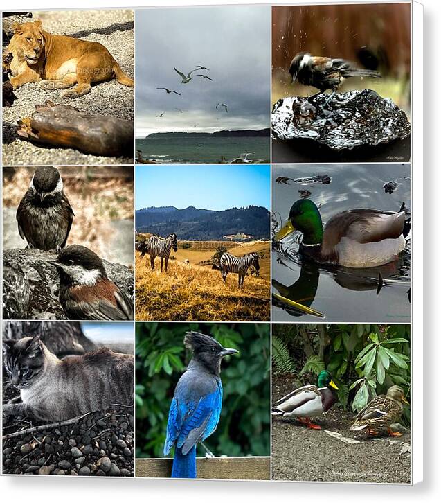 Wild life - Canvas Print