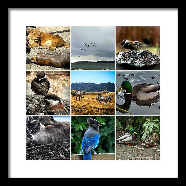 Wild life - Framed Print