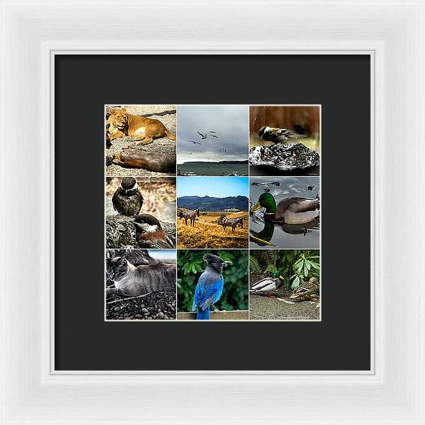 Wild life - Framed Print