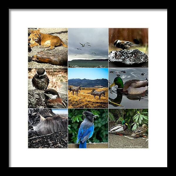Wild life - Framed Print
