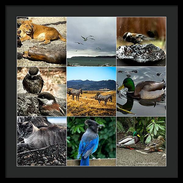 Wild life - Framed Print