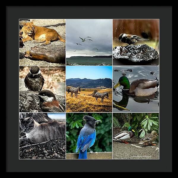 Wild life - Framed Print