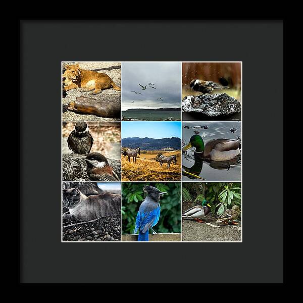 Wild life - Framed Print