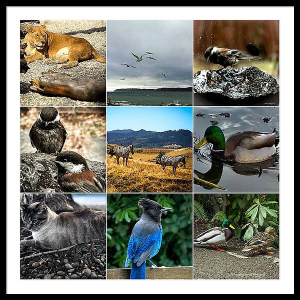 Wild life - Framed Print