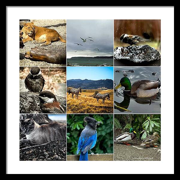 Wild life - Framed Print