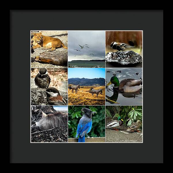 Wild life - Framed Print
