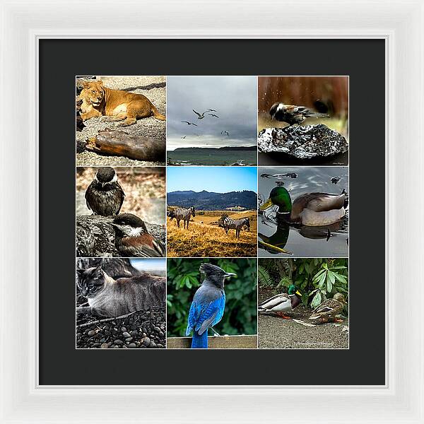 Wild life - Framed Print