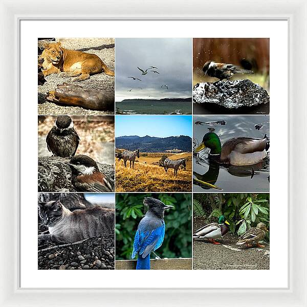 Wild life - Framed Print
