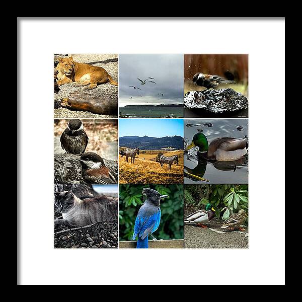 Wild life - Framed Print