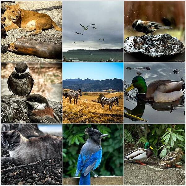 Wild life - Art Print