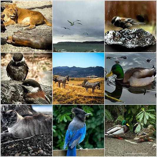Wild life - Art Print