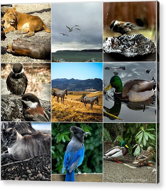 Wild life - Acrylic Print