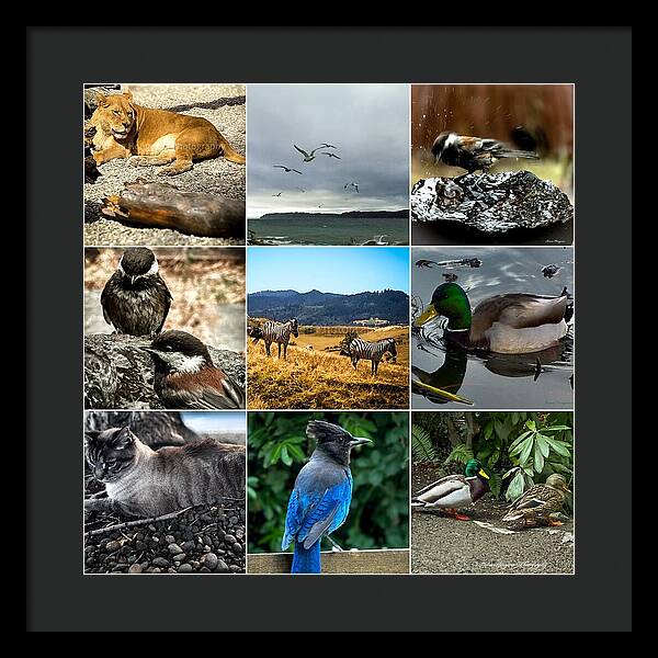 Wild life - Framed Print