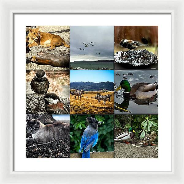 Wild life - Framed Print