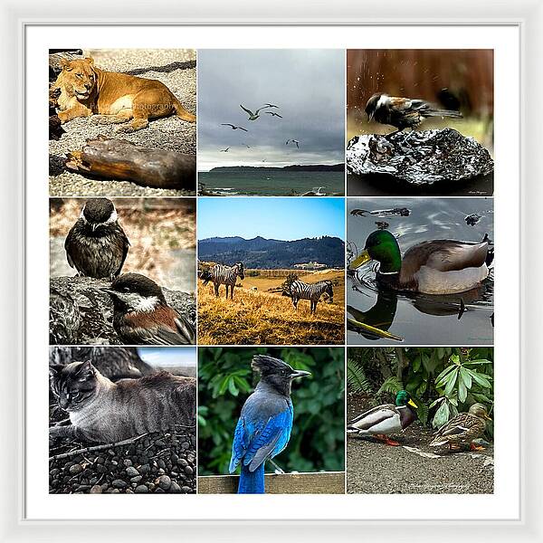 Wild life - Framed Print