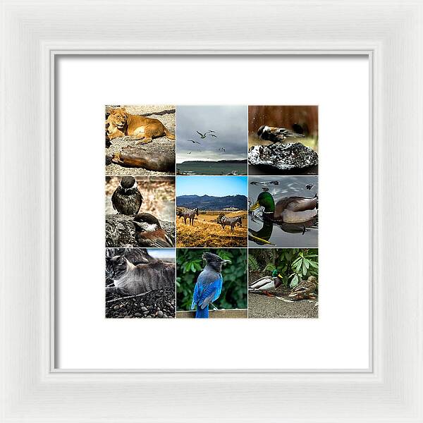Wild life - Framed Print