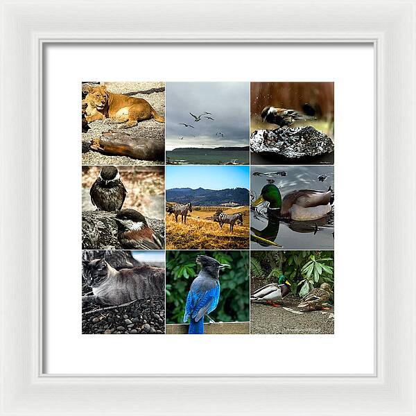 Wild life - Framed Print