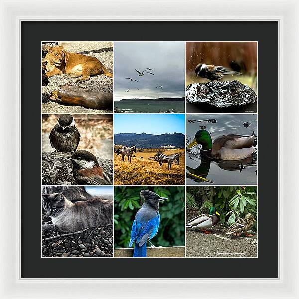 Wild life - Framed Print