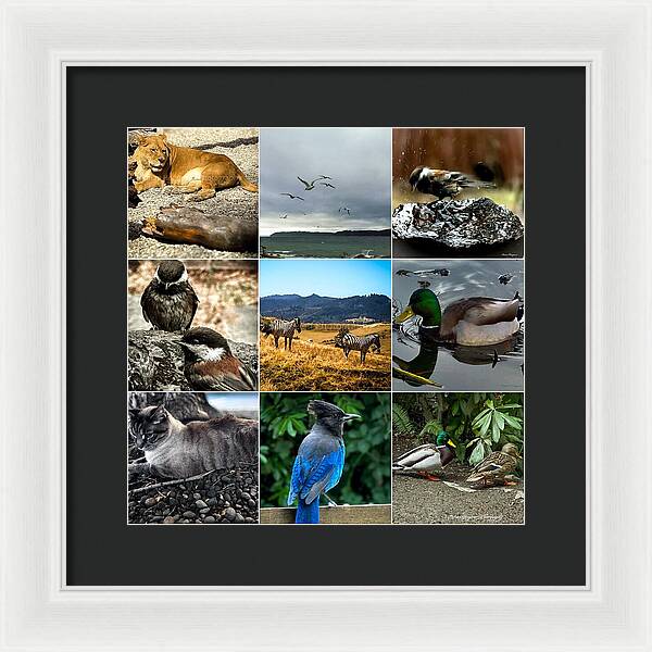 Wild life - Framed Print