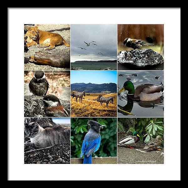 Wild life - Framed Print