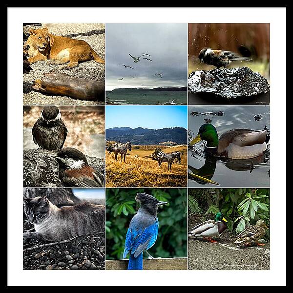 Wild life - Framed Print