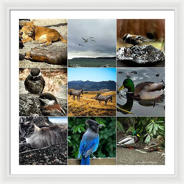 Wild life - Framed Print