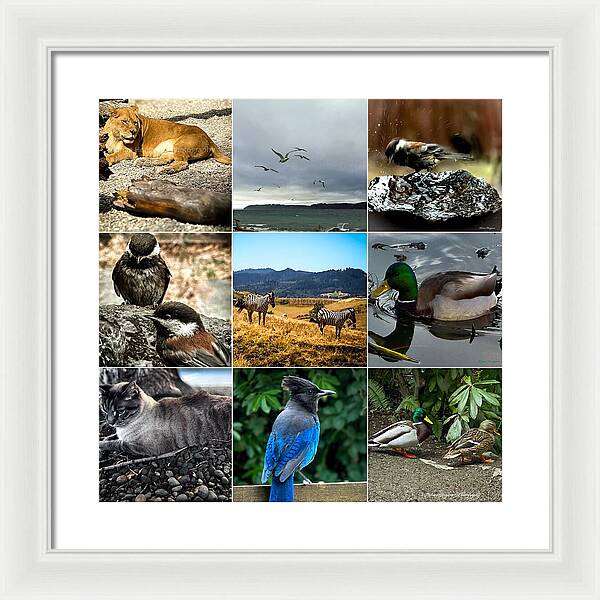 Wild life - Framed Print