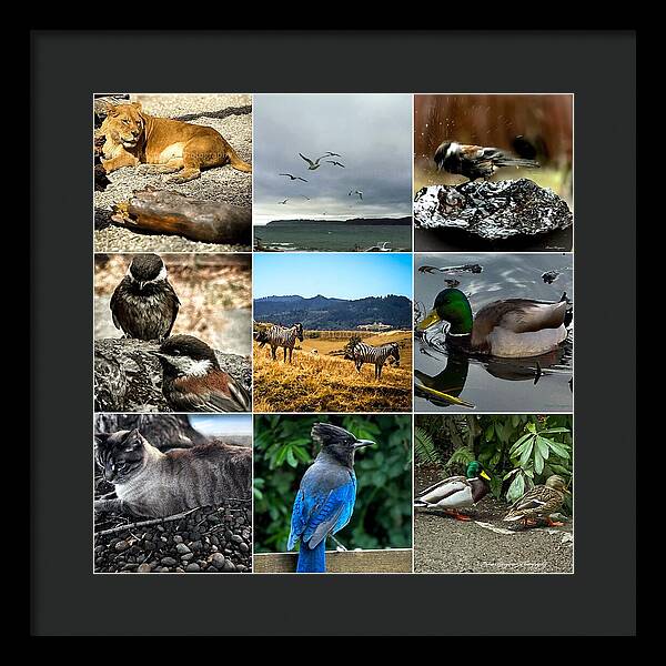 Wild life - Framed Print