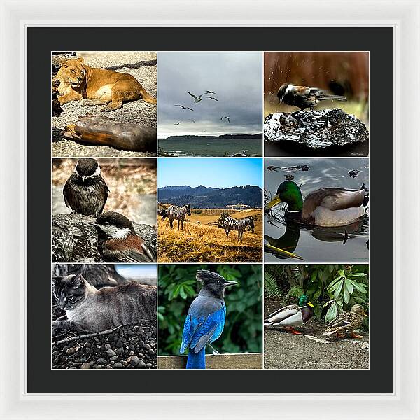 Wild life - Framed Print