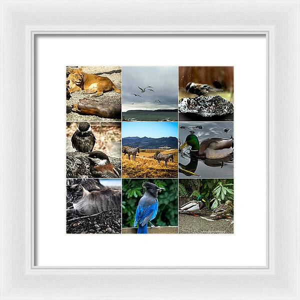 Wild life - Framed Print