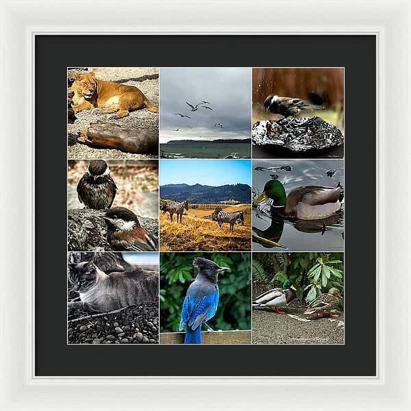 Wild life - Framed Print