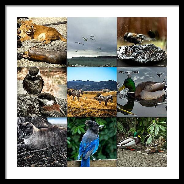 Wild life - Framed Print