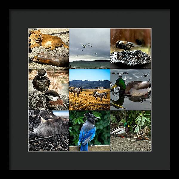 Wild life - Framed Print