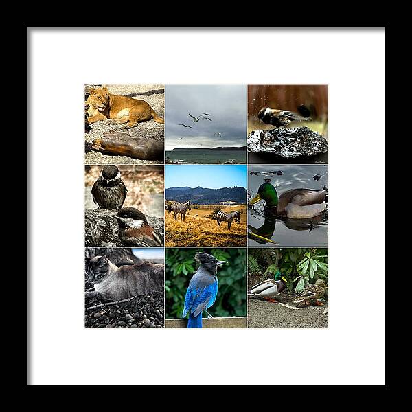 Wild life - Framed Print