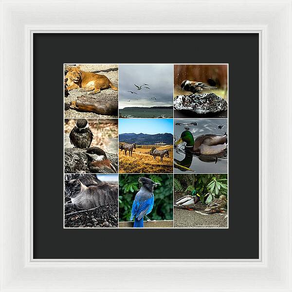 Wild life - Framed Print