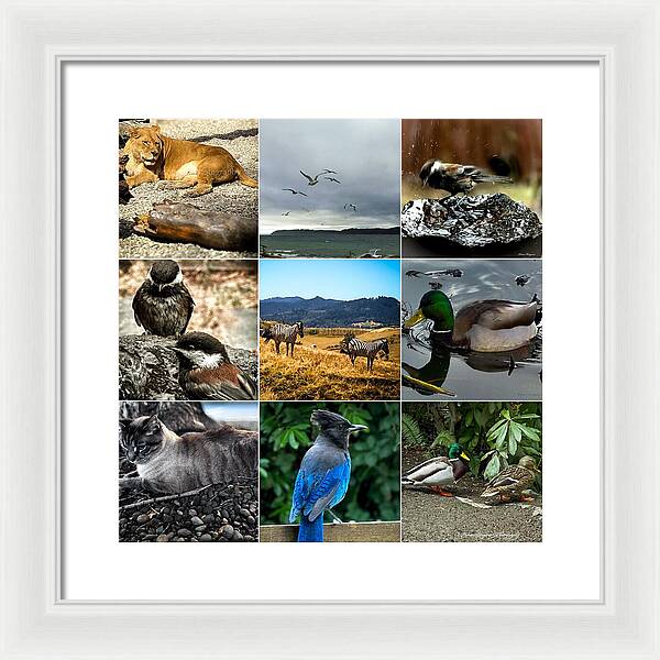 Wild life - Framed Print