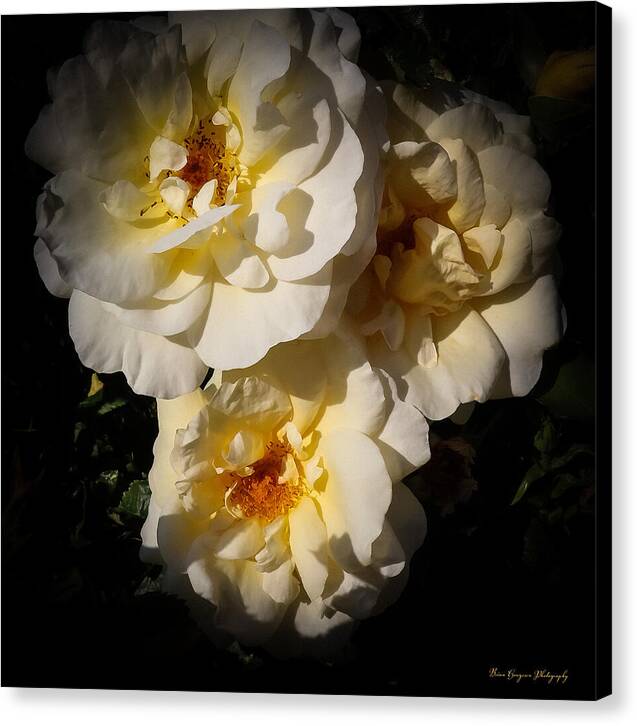 Yellow bloom - Canvas Print