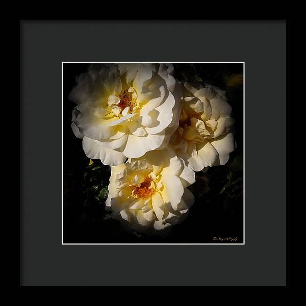 Yellow bloom - Framed Print