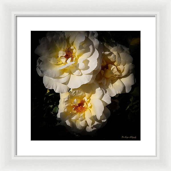 Yellow bloom - Framed Print