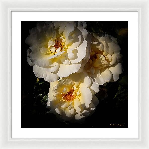 Yellow bloom - Framed Print