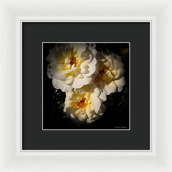 Yellow bloom - Framed Print
