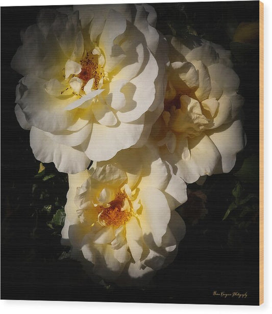 Yellow bloom - Wood Print