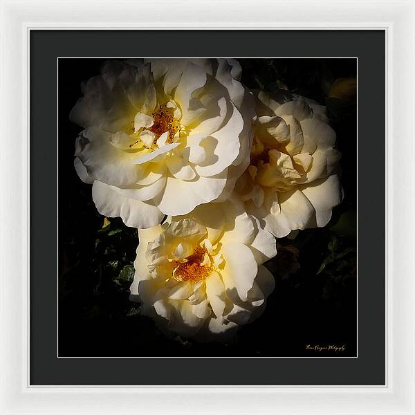 Yellow bloom - Framed Print